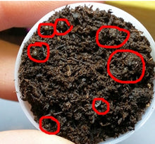 Load image into Gallery viewer, Magic Angel fish Egg soil Hatching earth Real fish Pet Biology Educational Learning Toys for Student Kids Boy Girl New Year Gift

