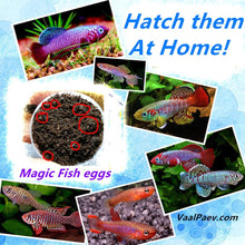 Load image into Gallery viewer, Magic Angel fish Egg soil Hatching earth Real fish Pet Biology Educational Learning Toys for Student Kids Boy Girl New Year Gift
